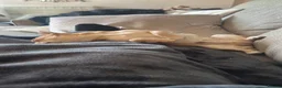 Chihuahua dogs for stud: KC Reg Fawn Cream Smooth Coat Chihuahua — For Stud in Brighton - Advert 4