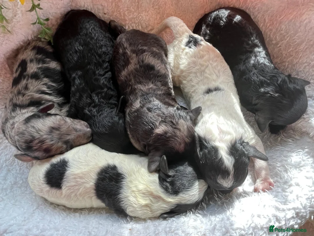 Miniature Poodle dogs for stud: KC Reg Miniature Parti Poodle - Advert 9