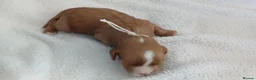Cavapoo dogs for sale: F1 CAVAPOO PUPPIES  in Stevenage - Advert 36