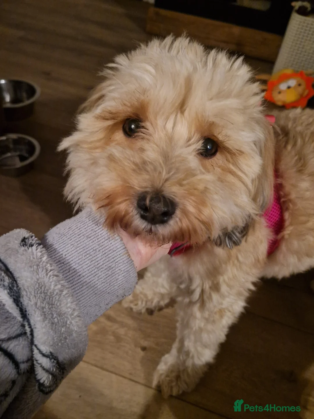 Mixed Breed dogs for adoption: BONDED:💙ALFIE 10yo Shih Tzu❤️MUFFIN 6yo Cockapoo - Advert 4