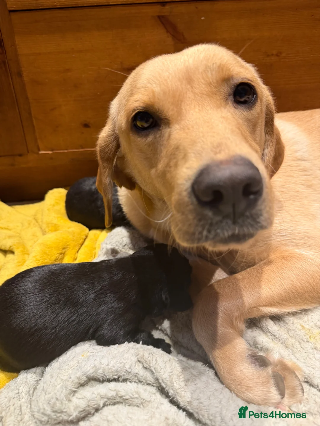 Cockerdor dogs for sale: 10 beautiful LabXcocker pups in Shrewsbury - Advert 2