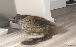 Mixed Breed cats for sale: Frankie  - Image 3