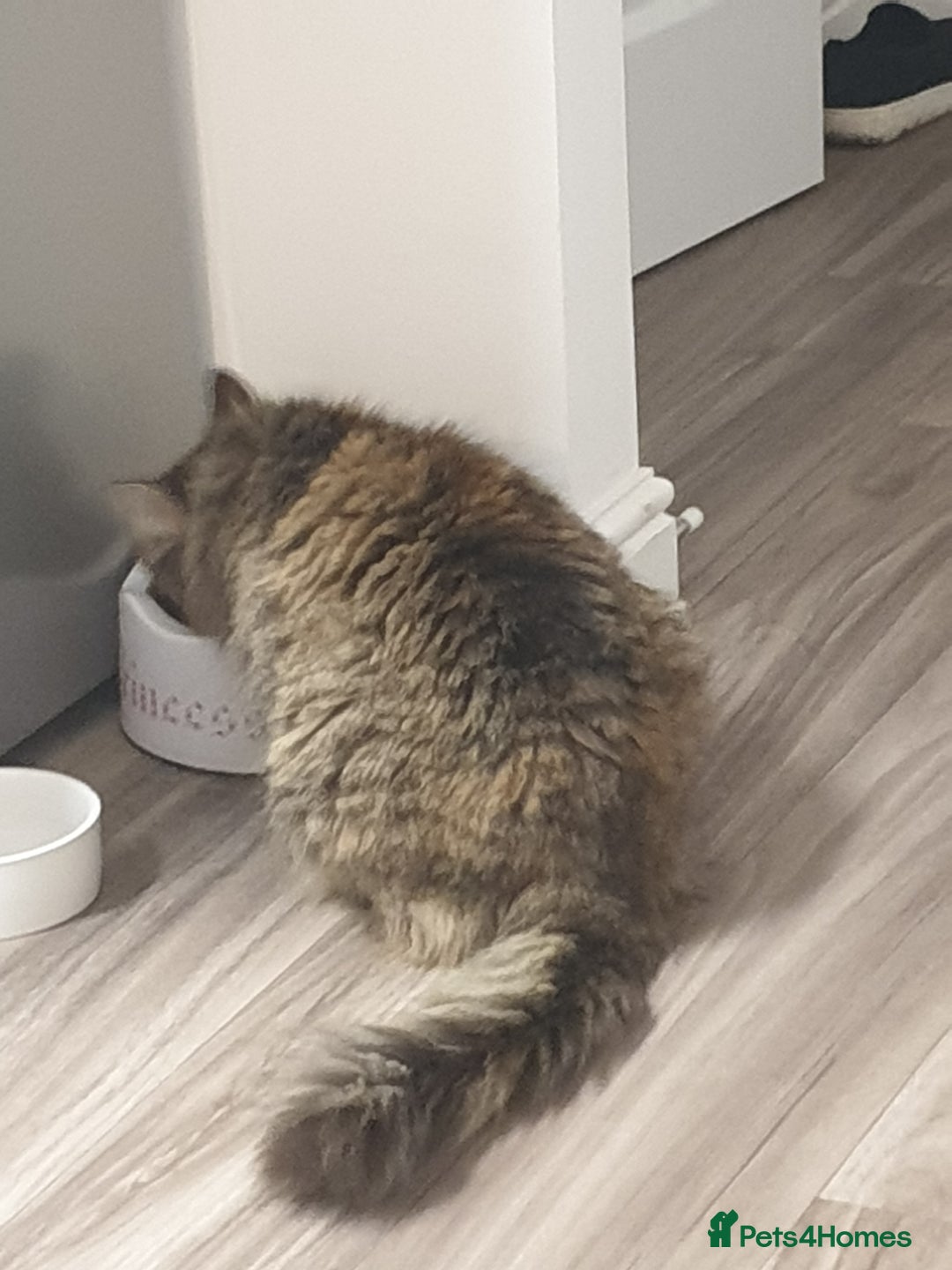 Mixed Breed cats for sale: Frankie  - Image 3