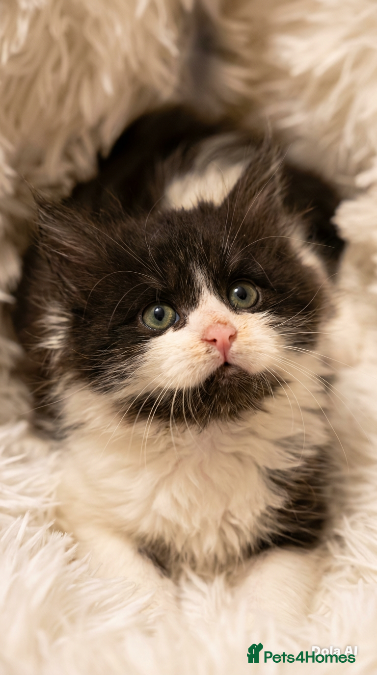 Maine Coon cats STUNNING PUREBRED MAINE COON KITTENS ✨ - Advert 13