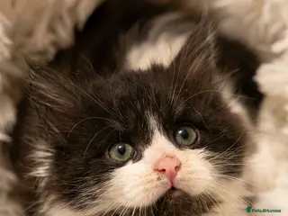 Maine Coon cats STUNNING PUREBRED MAINE COON KITTENS ✨ - Advert 13