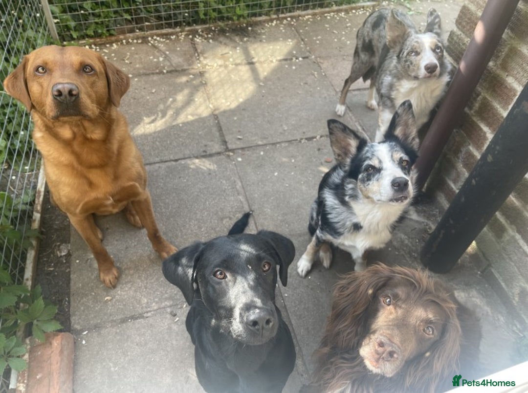 Labrador Retriever dogs for stud: Proven, Dark Fox Red, DNA Clear Labrador Stud in Evesham - Advert 4