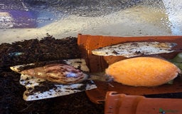 Snails invertebrates for sale: African land snails with enclosure  - Image 4