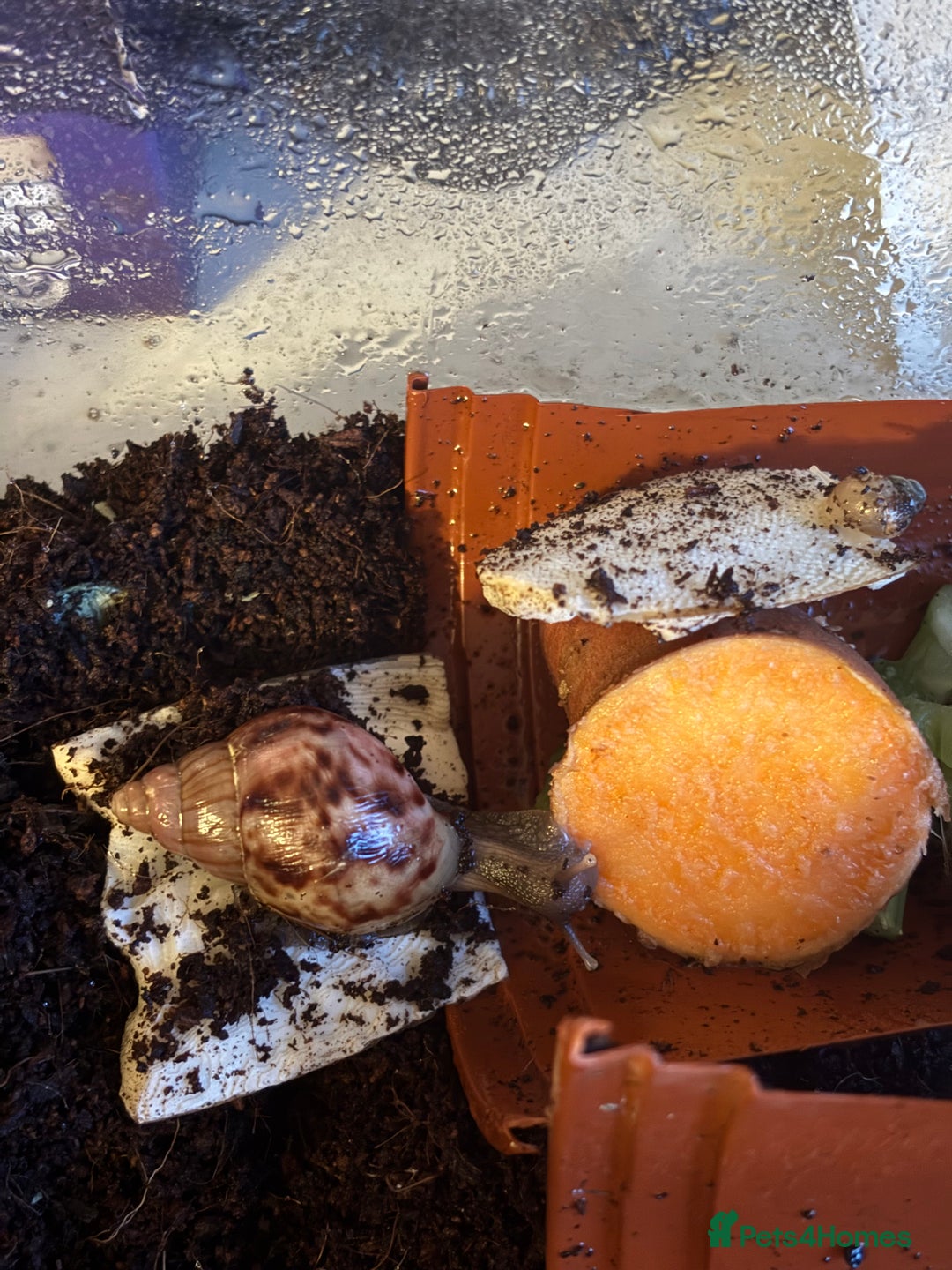 Snails invertebrates for sale: African land snails with enclosure  - Image 4