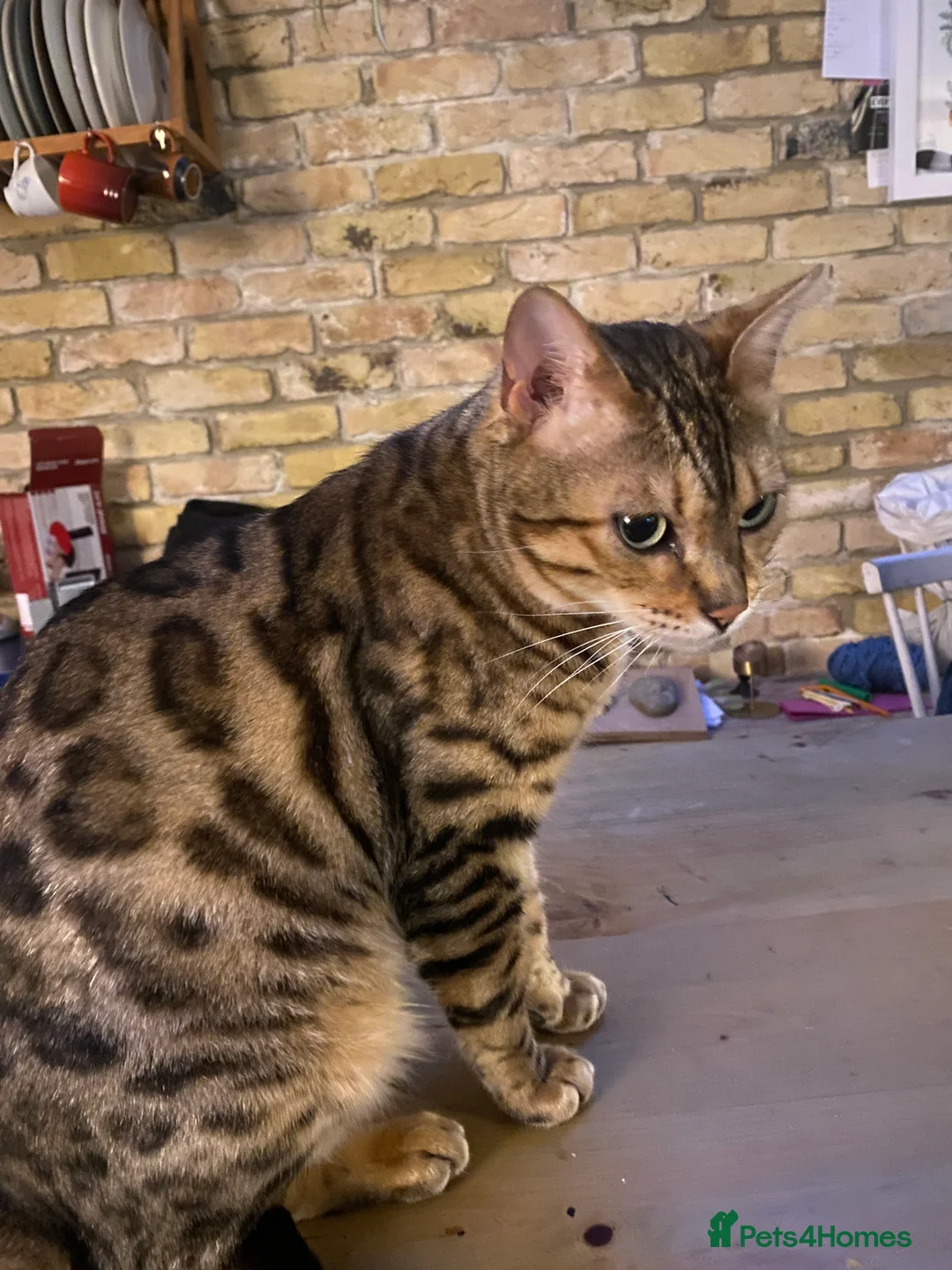 Bengal cats for sale: Gilbert in London - Advert 2