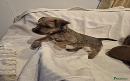 Irish Terrier dogs for sale: Home raised Irish terrier  - Image 8