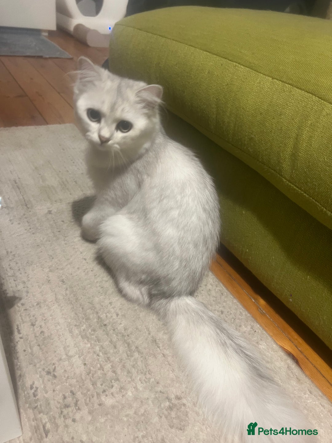 Persian cats for sale: PERSIAN CHINCHILLA - Image 5