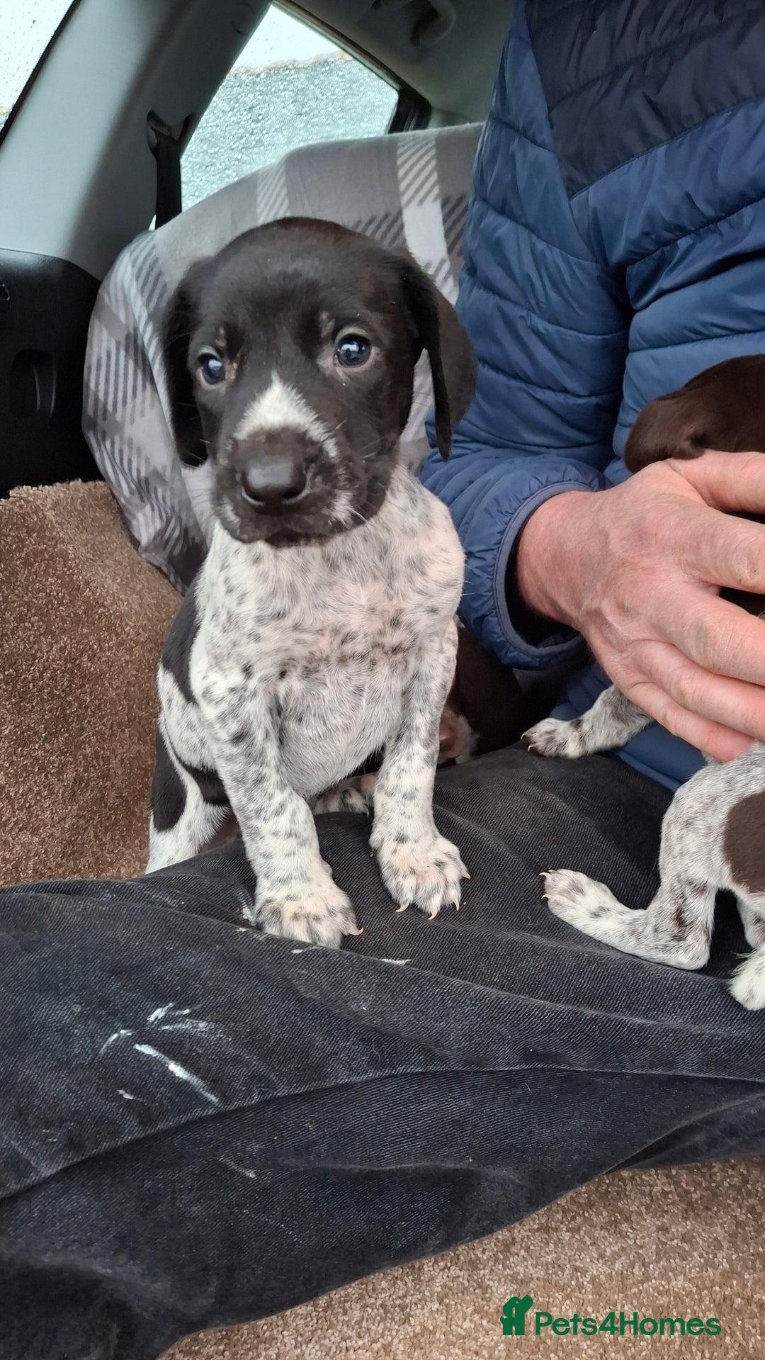 German Shorthaired Pointer dogs for sale: Beautiful GSP puppies. - Advert 3