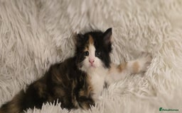 Maine Coon cats for sale: Amazing Maine coin babies  - Image 4