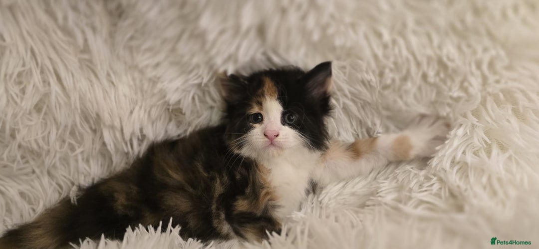 Maine Coon cats for sale: Amazing Maine coin babies  - Image 4
