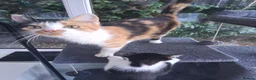 Mixed Breed cats for sale: Rare female Ginger Tabbies 😻 - Advert 3