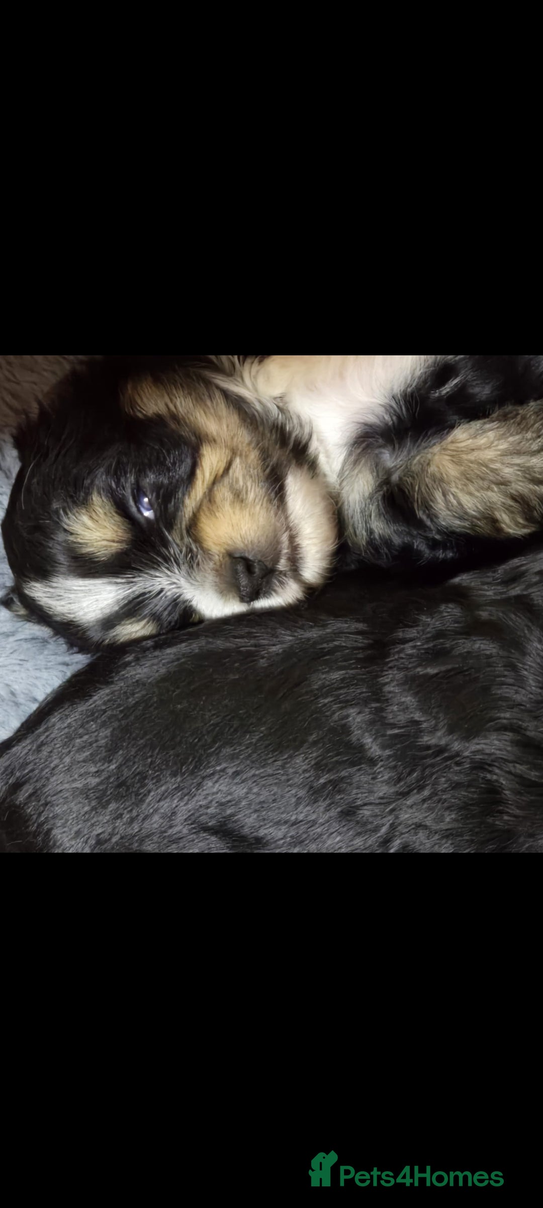 Yorkshire Terrier dogs for sale: Biews yorkshire terriers  - Image 2
