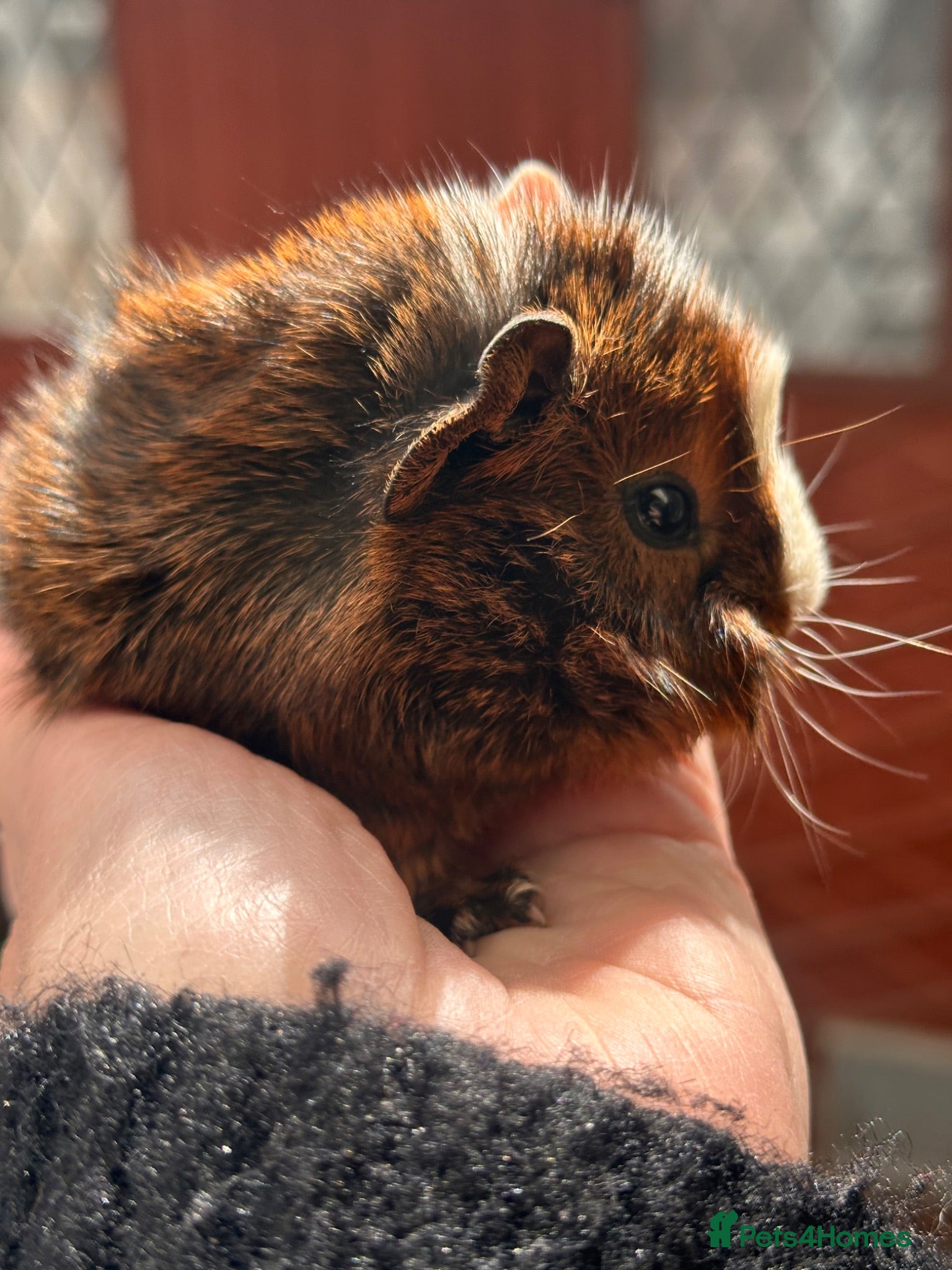 Guinea Pig rodents Gorgeous baby Guineapigs  - Advert 2