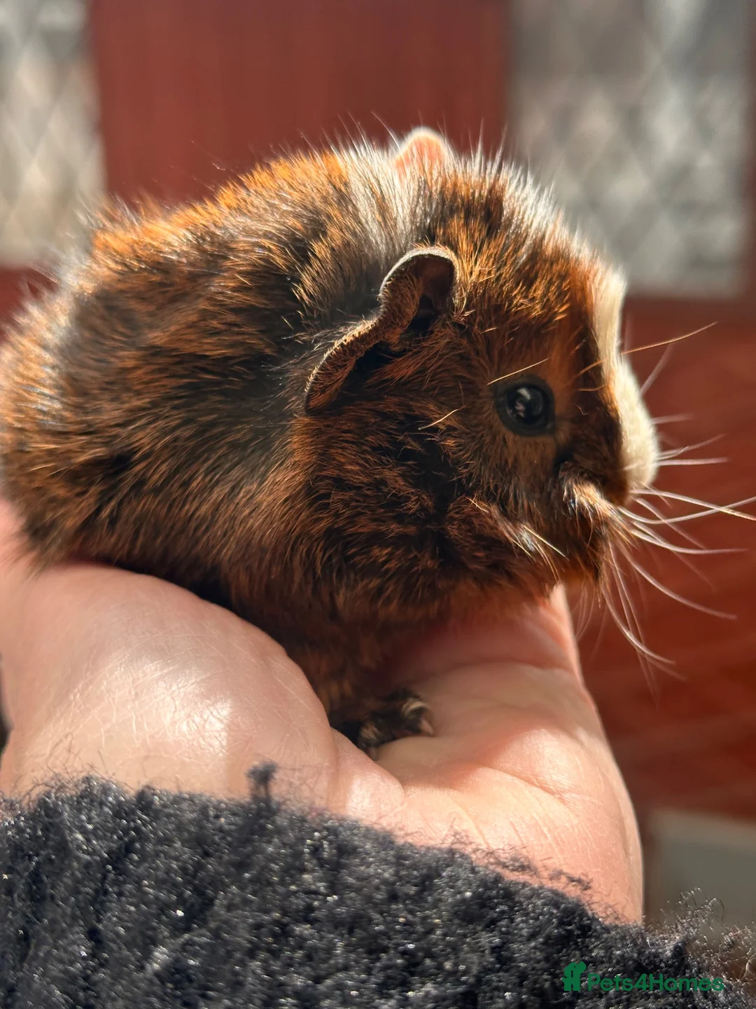 Guinea Pig rodents for sale: Gorgeous baby Guineapigs  - Advert 2