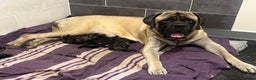 Mastiff dogs for sale: Outstanding English Mastiff - Advert 2