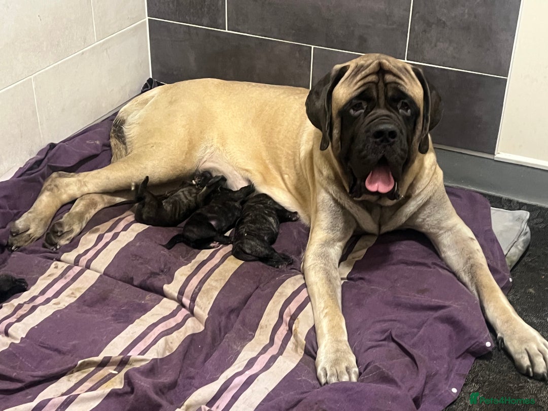Mastiff dogs for sale: Outstanding English Mastiff - Advert 2