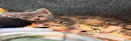 Mixed Breed cats for sale: Adorable kittens for sale  - Advert 16