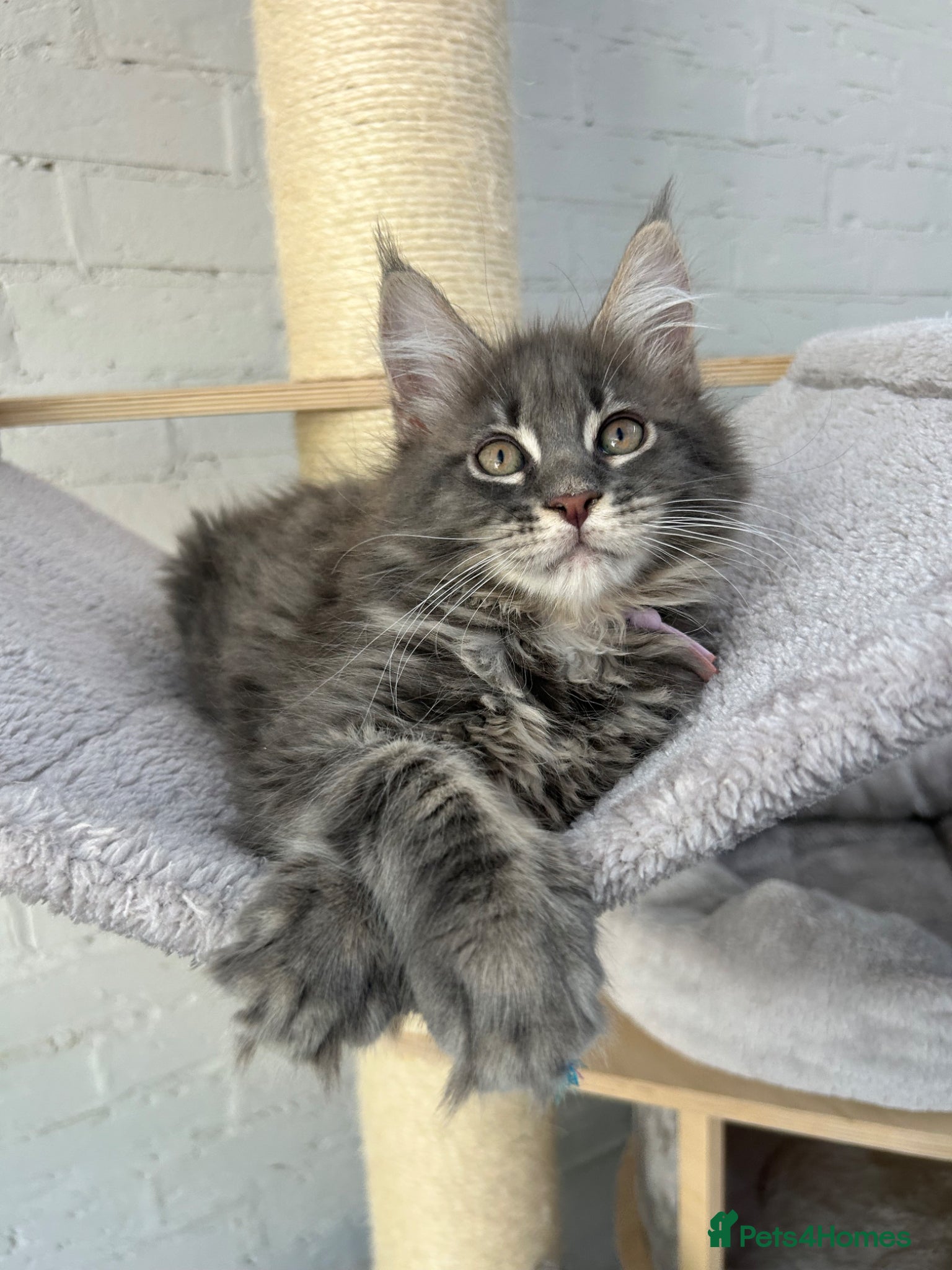 Maine Coon cats TICA Registered XL Russian Bloodline Maine Coons - Advert 1