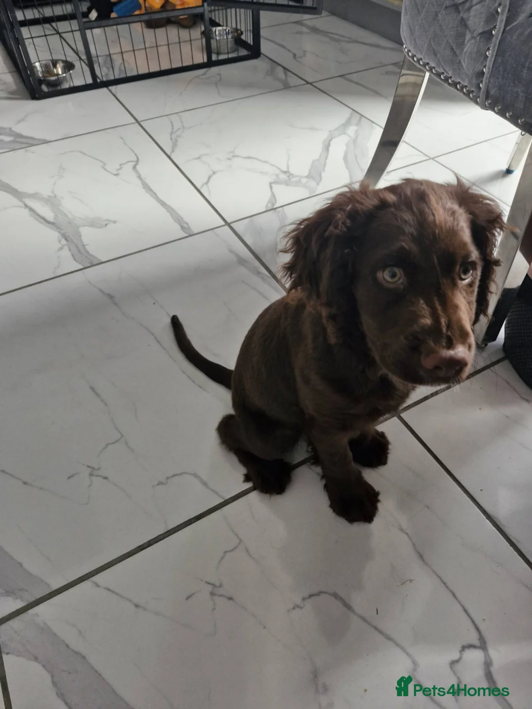Mixed Breed dogs for sale: Cocker spaniel x patterdale pup for sale - Advert 4