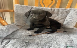 Labrador Retriever dogs for sale: Beautiful KC Reg Labrador Pups - Image 8