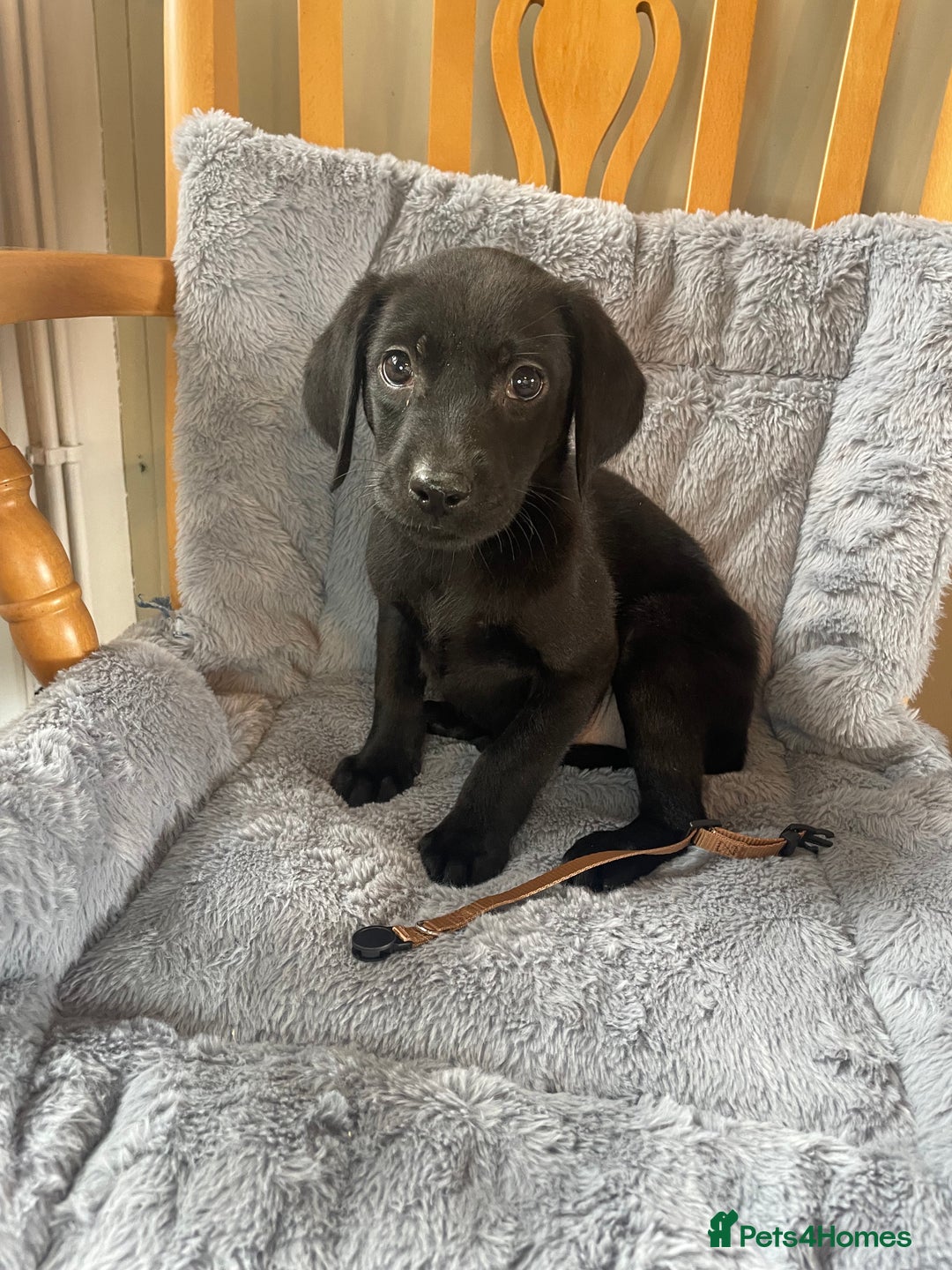 Labrador Retriever dogs for sale: Beautiful KC Reg Labrador Pups - Image 8