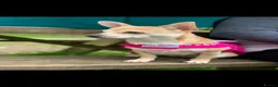 Pomchi dogs for sale: Pomchi  in London - Advert 9