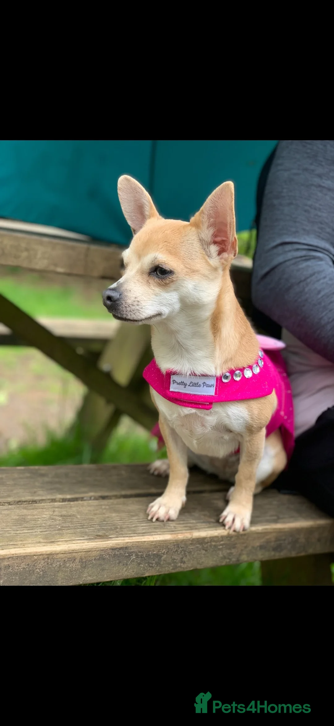 Pomchi dogs for sale: Pomchi  in London - Advert 9