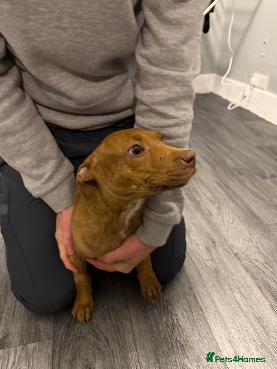 Staffordshire Bull Terrier dogs for sale: Female staff puppy - Advert 27