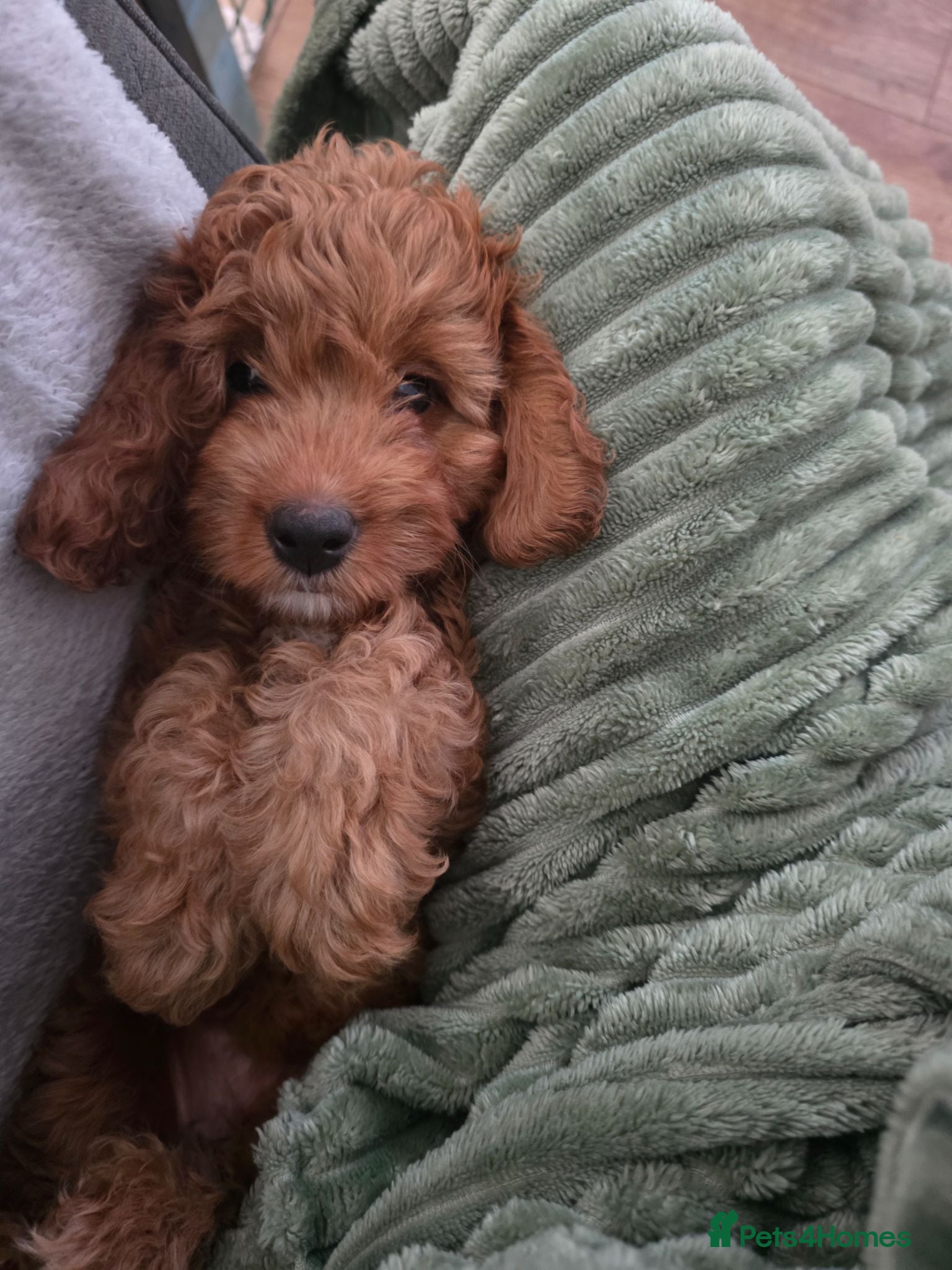 Cockapoo dogs READY NOW,GORGEOUS F1B TOY COCKAPOO GIRL - BRISTOL - Advert 15