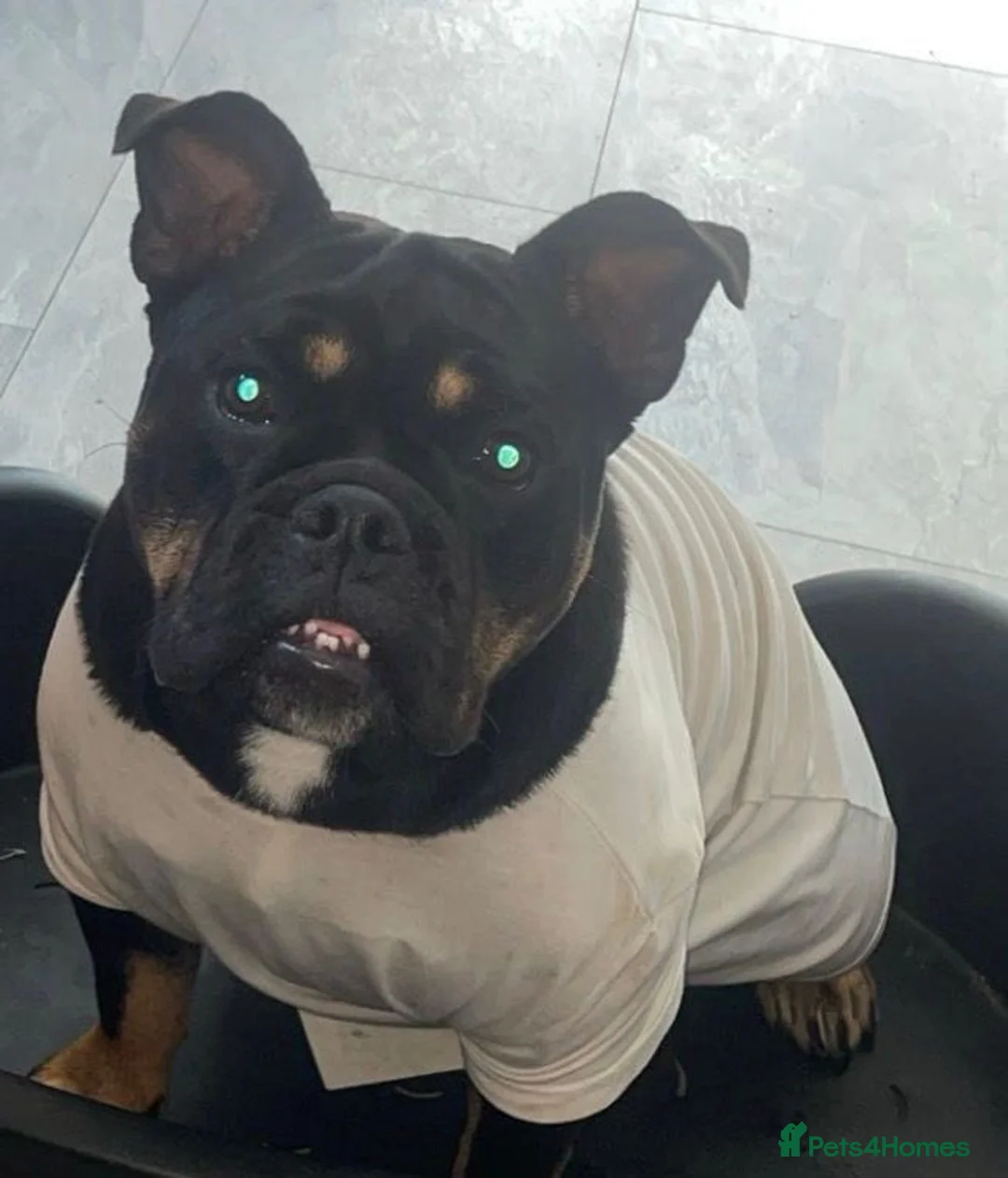 English Bulldog dogs for sale: English bulldog cute girl  in Liverpool - Advert 2