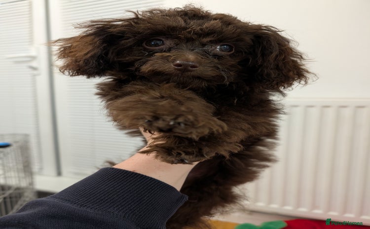 Toy Poodle dogs - Advert 8