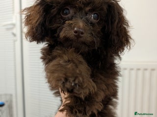 Toy Poodle dogs - Advert 17