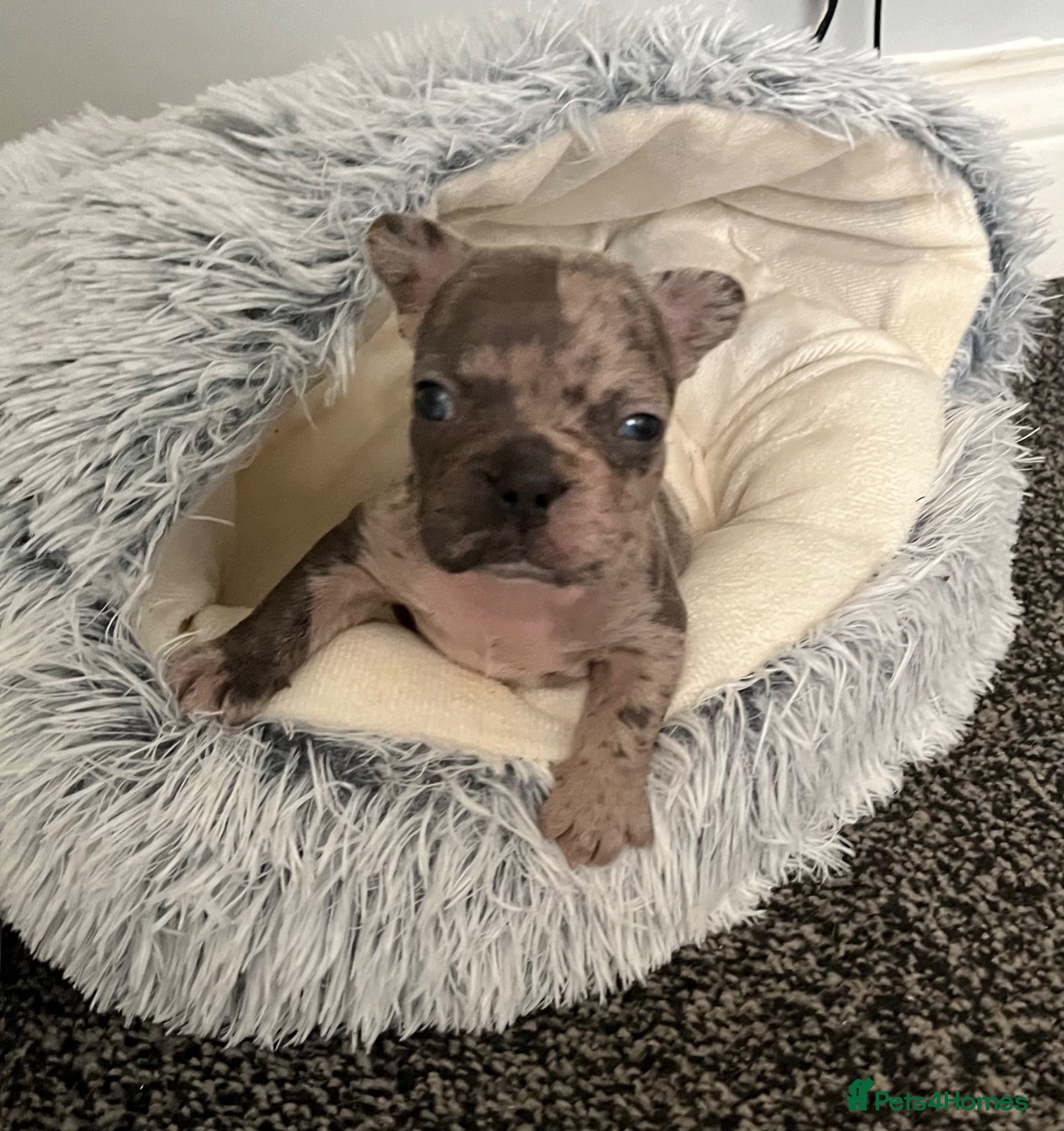 French Bulldog dogs 3 Beautiful french bulldog puppies  - Advert 5