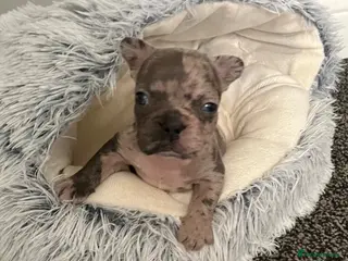 French Bulldog dogs 3 Beautiful french bulldog puppies - Advert 5