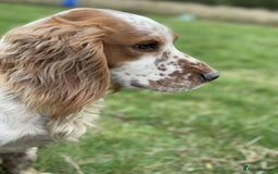 Cocker Spaniel dogs for sale: Goregous Litter of Cocker Spaniel Puppies  - Image 13