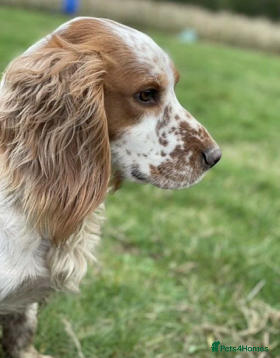 Cocker Spaniel dogs for sale: Goregous Litter of Cocker Spaniel Puppies  - Image 13