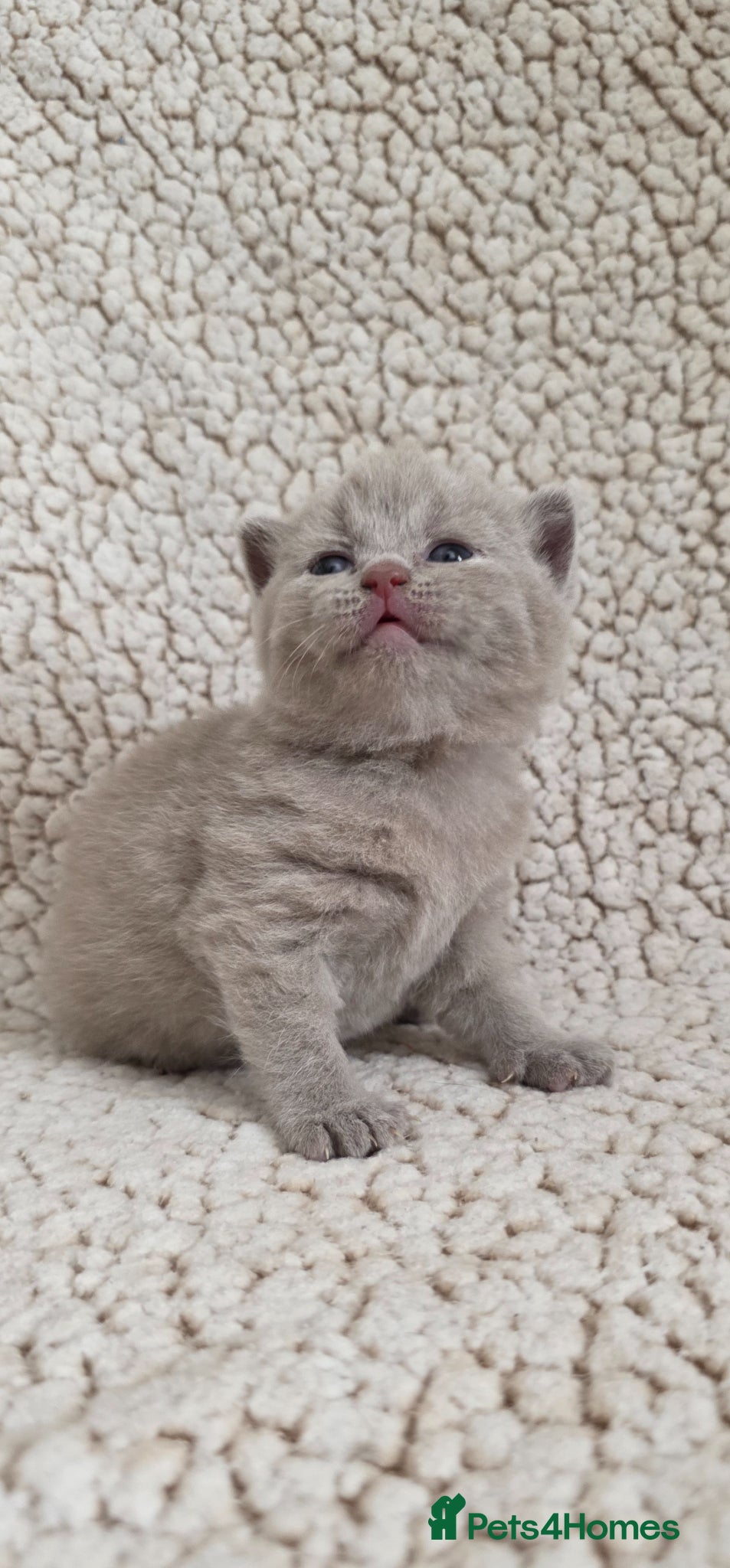 British Shorthair cats Top quality GCCF British shorthair kittens  - Advert 1