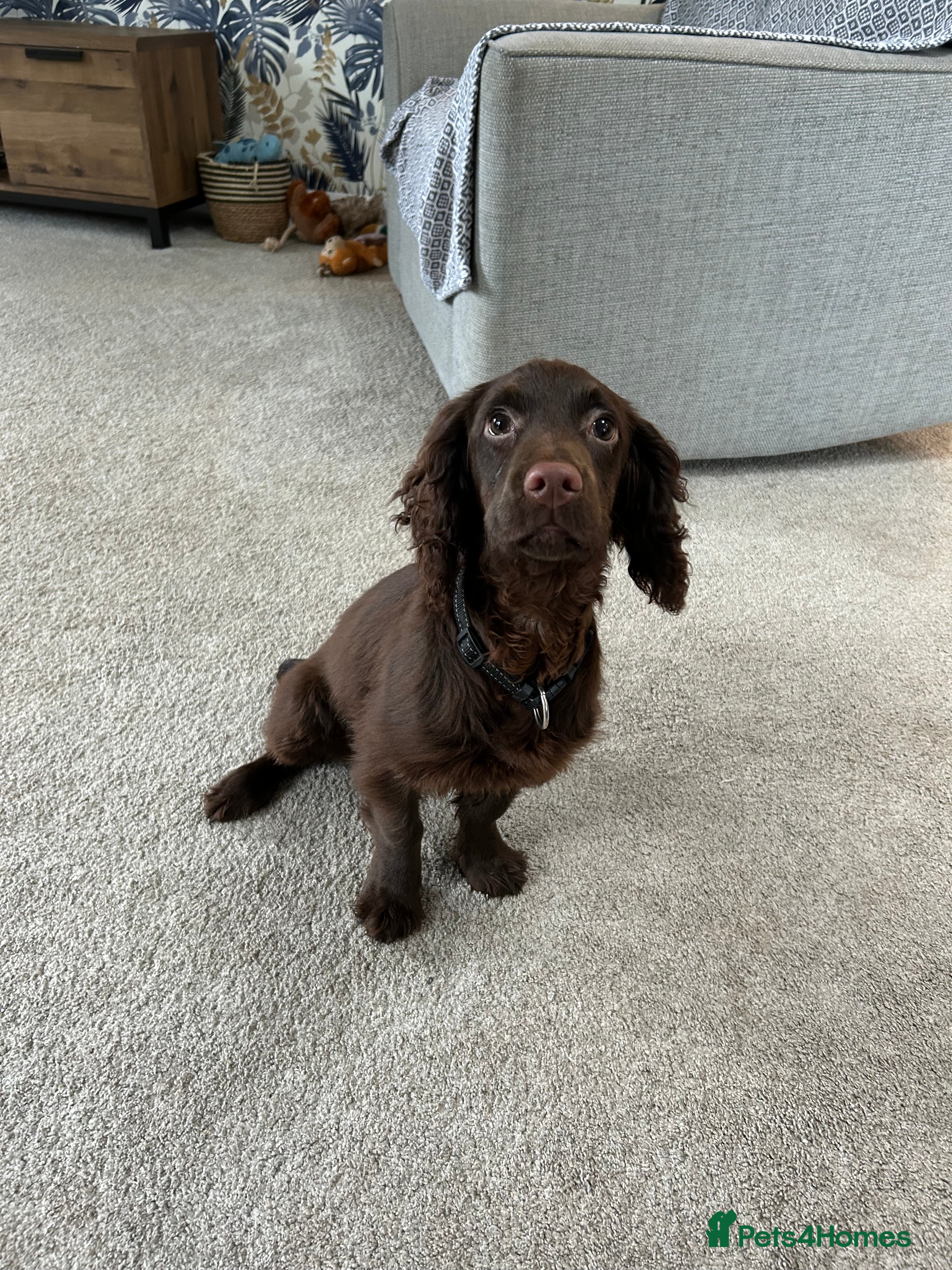 Cocker Spaniel dogs Reggie 6 Months in Stoke-on-Trent - Advert 17