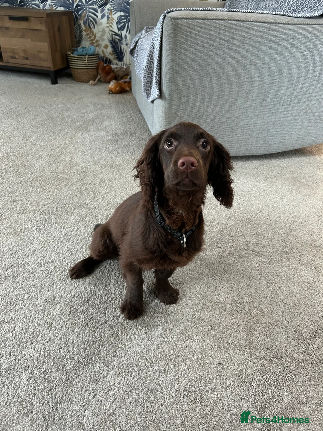Cocker Spaniel dogs for sale: Reggie 6 Months in Stoke-on-Trent - Advert 1