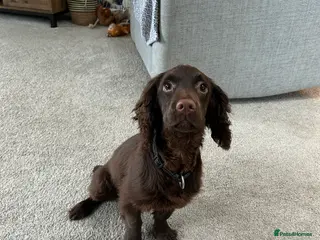 Cocker Spaniel dogs Reggie 6 Months in Stoke-on-Trent - Advert 1