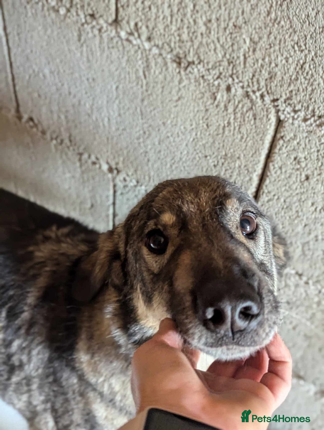 Mixed Breed dogs for adoption: Lucky 💙 - Advert 3