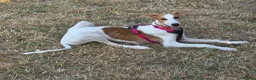 Mixed Breed dogs for adoption: Happy Nova- 5 months old in Basingstoke - Advert 9