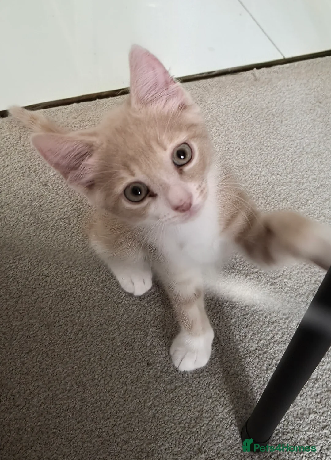 Mixed Breed cats for sale: Two cute apricot boy's  - Advert 2