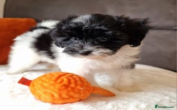 Cockapoo dogs for sale: Best Friend Sofa Companions 🥰 Fully vaccinated  - Image 3