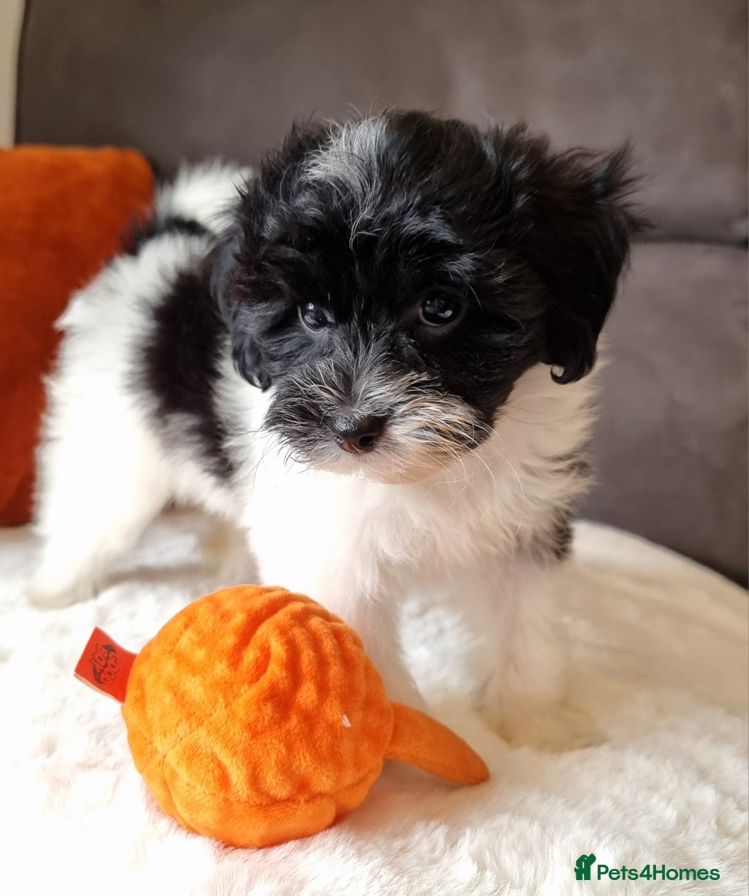 Cockapoo dogs for sale: Best Friend Sofa Companions 🥰 Fully vaccinated  - Image 3