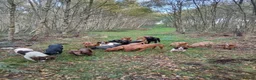 Labrador Retriever dogs for sale: Well Bred Working Labradors - Advert 3
